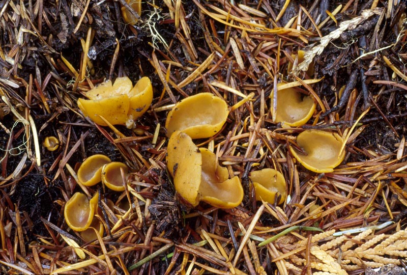 Otidea concinna